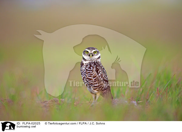 Kaninchenkauz / burrowing owl / FLPA-02025