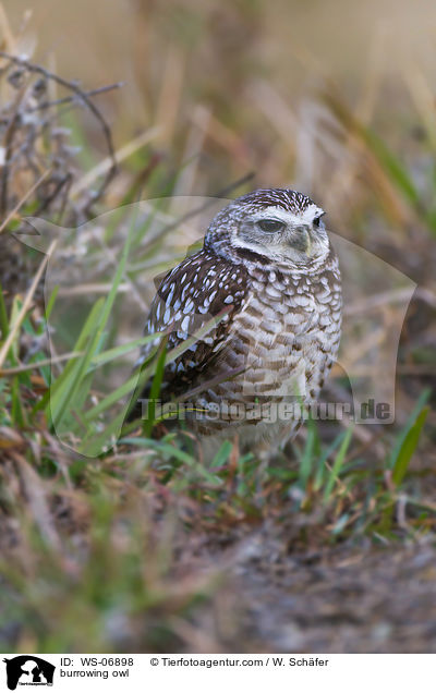 Kaninchenkauz / burrowing owl / WS-06898