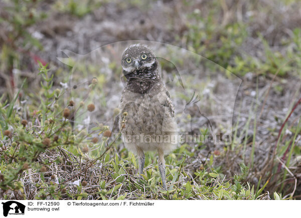 Kaninchenkauz / burrowing owl / FF-12590