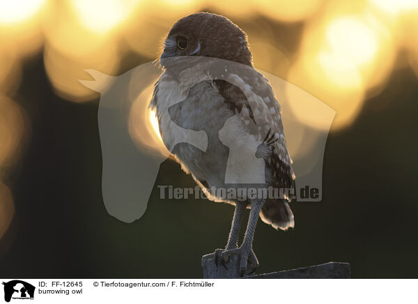 Kaninchenkauz / burrowing owl / FF-12645
