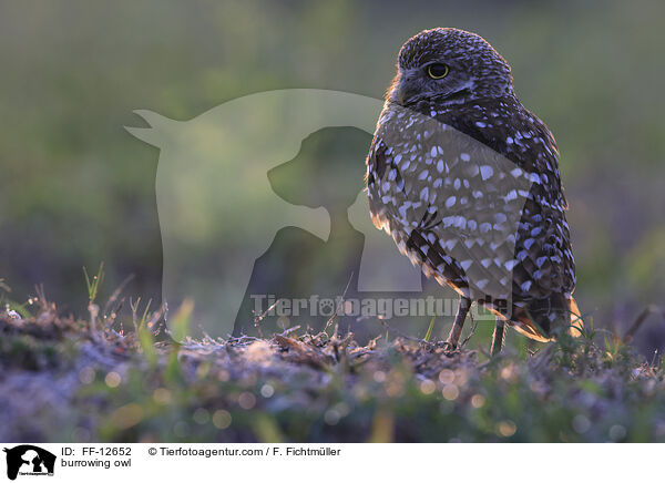 Kaninchenkauz / burrowing owl / FF-12652