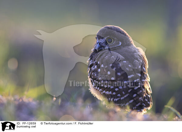 Kaninchenkauz / burrowing owl / FF-12659