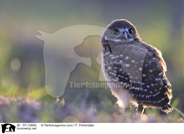 Kaninchenkauz / burrowing owl / FF-12660