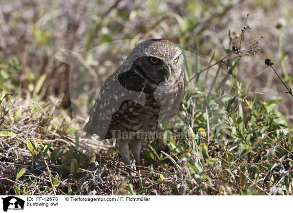 Kaninchenkauz / burrowing owl / FF-12678