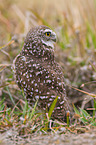 burrowing owl