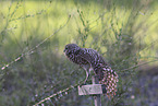 burrowing owl