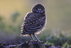 burrowing owl