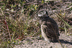 burrowing owl