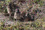 burrowing owl