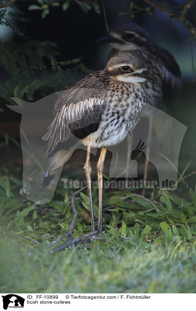 Langschwanztriele / bush stone-curlews / FF-10899