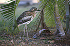 bush stone-curlew