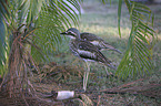 bush stone-curlews