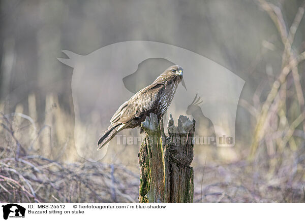 Buzzard sitting on stake / MBS-25512