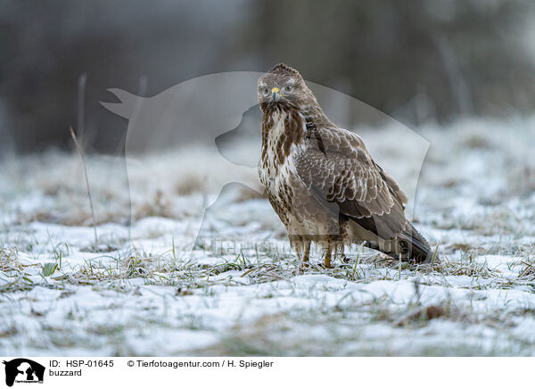 Bussard / buzzard / HSP-01645