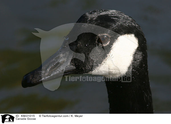 Kandagans im Portrait / Canada Goose / KM-01015