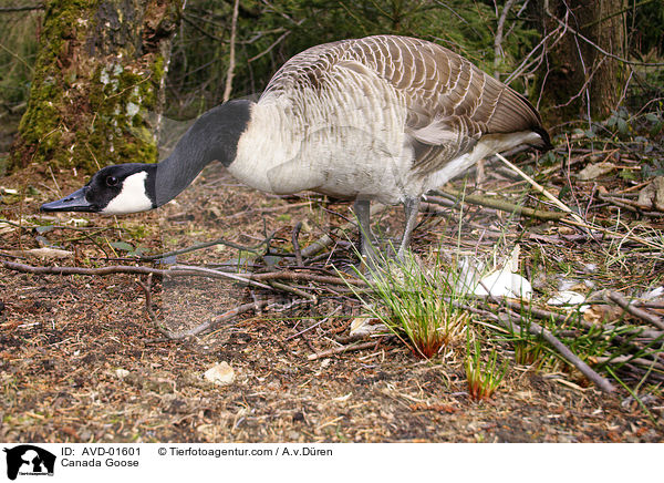 Kanadagans an ihrem Gelege im Nest / Canada Goose / AVD-01601