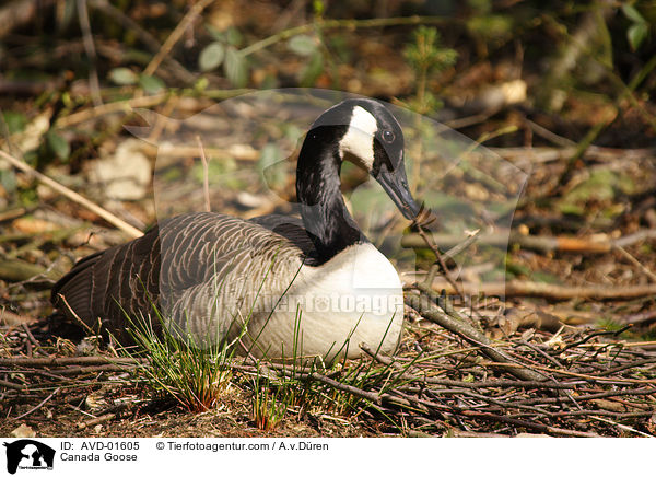 Kanadagans beim brten und Nestinstandhaltung / Canada Goose / AVD-01605