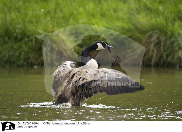 Kanadagans / canada goose / AVD-01694