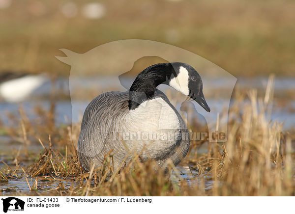 Kanadagans / canada goose / FL-01433