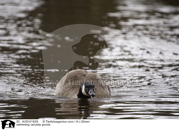 schwimmende Kanadagans / swimming canada goose / AVD-01929