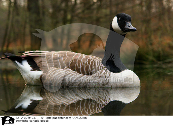 schwimmende Kanadagans / swimming canada goose / AVD-01937