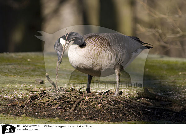 Kanadagans / canada goose / AVD-02218