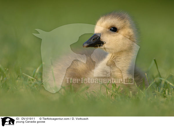 junge Kanadagans / young Canada goose / DV-01911