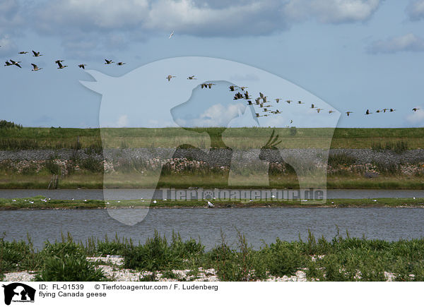 fliegende Kanadagnse / flying Canada geese / FL-01539