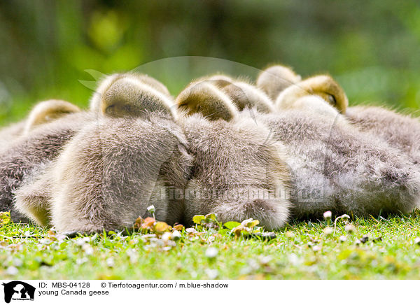 junge Kanadagnse / young Canada geese / MBS-04128