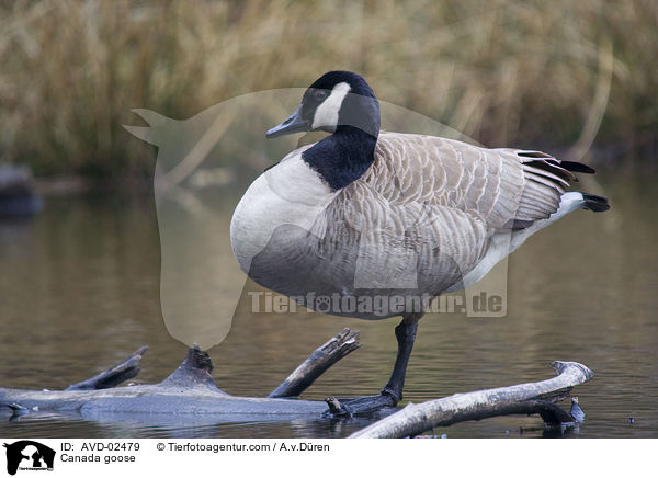 Kanadagans / Canada goose / AVD-02479