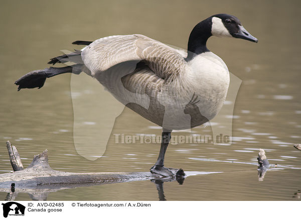 Canada goose / AVD-02485