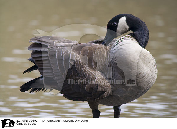 Kanadagans / Canada goose / AVD-02492