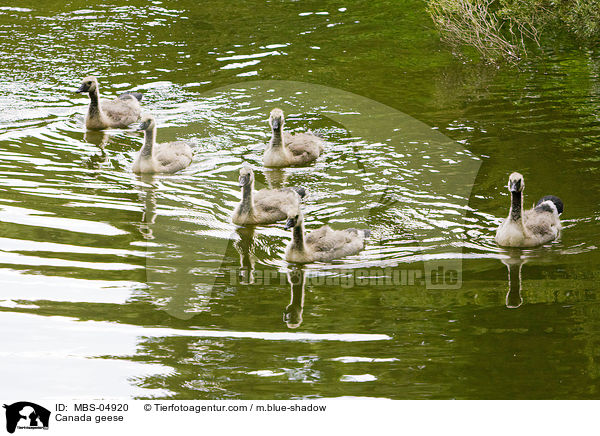 Kanadagnse / Canada geese / MBS-04920