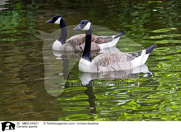 Kanadagnse / Canada geese / MBS-04921