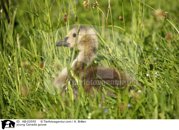 junge Kanadagans / young Canada goose / AB-02555