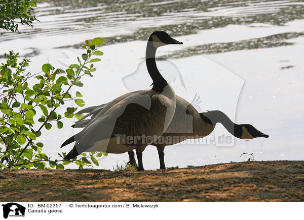Kanadagnse / Canada geese / BM-02357