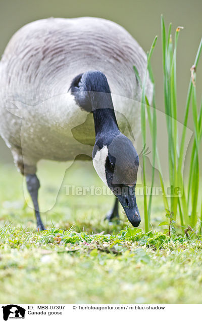 Kanadagans / Canada goose / MBS-07397