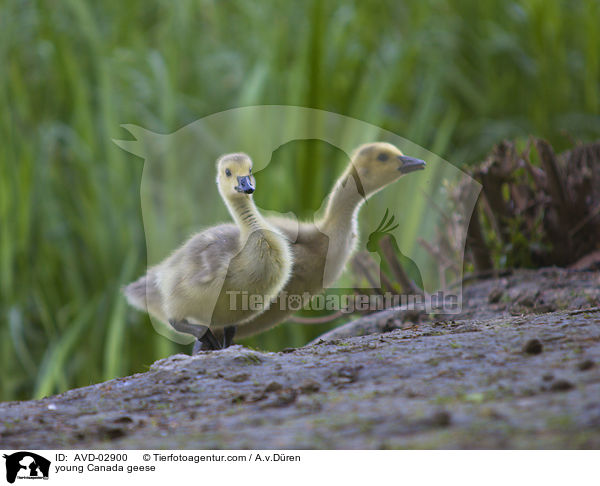 Kanadagans Kken / young Canada geese / AVD-02900