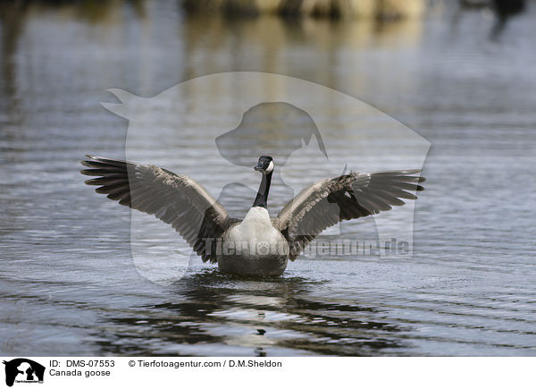 Kanadagans / Canada goose / DMS-07553