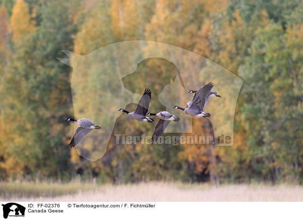 Canada Geese / FF-02376