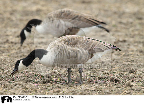 Kanadagnse / Canada Geese / FF-02381