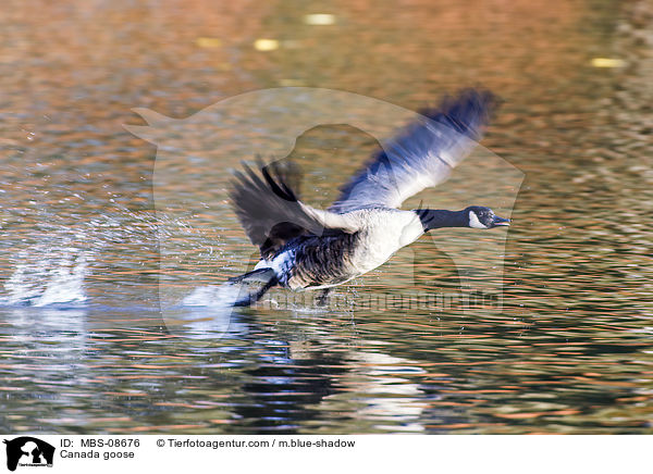 Kanadagans / Canada goose / MBS-08676