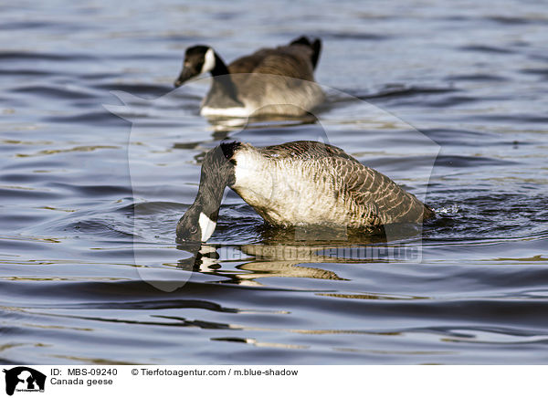 Kanadagnse / Canada geese / MBS-09240