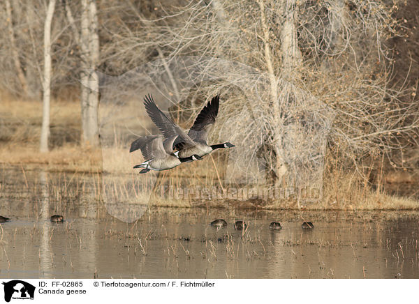 Kanadagnse / Canada geese / FF-02865