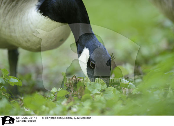 Kanadagans / Canada goose / DMS-08141