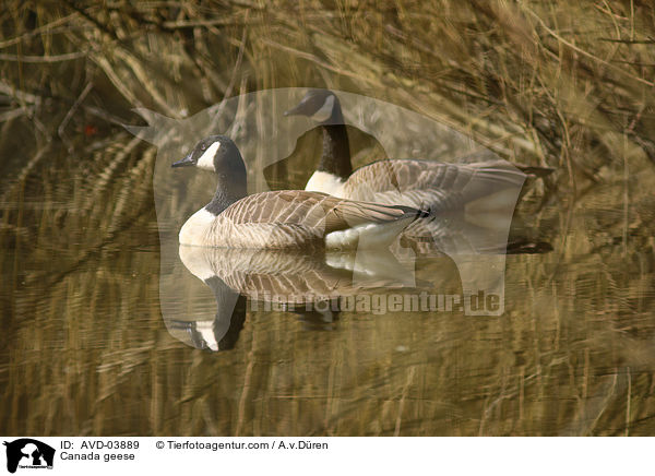 Kanadagnse / Canada geese / AVD-03889