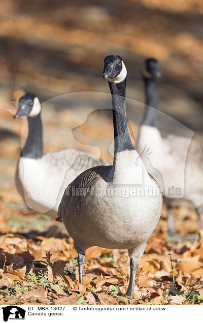 Kanadagnse / Canada geese / MBS-13027