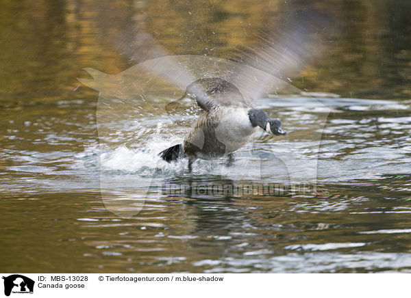 Kanadagans / Canada goose / MBS-13028