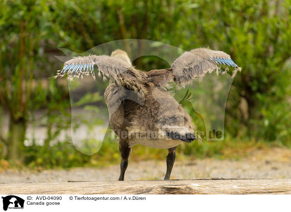 Kanadagans / Canada goose / AVD-04090