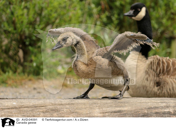 Kanadagnse / Canada geese / AVD-04091